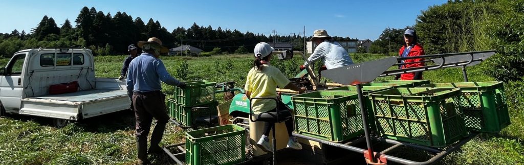 ジャガイモ収穫