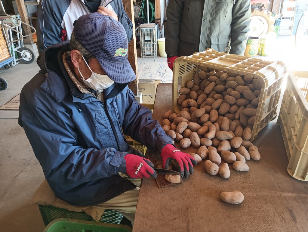 種イモのカット方法のレクチャー