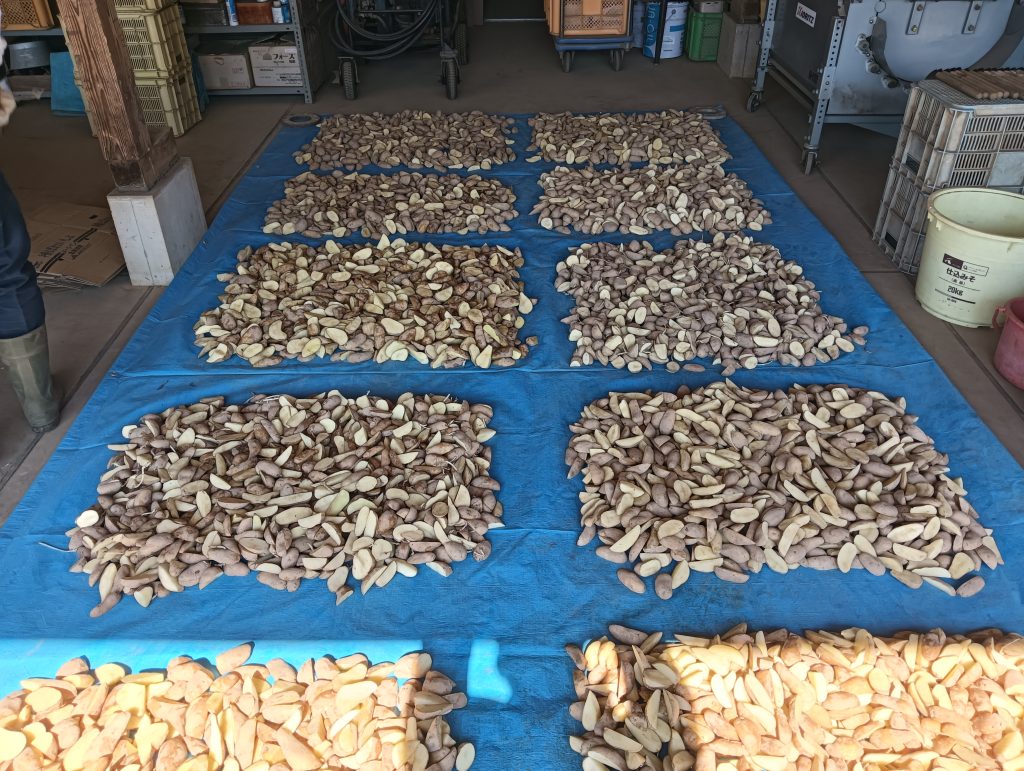 カットした種イモを乾燥