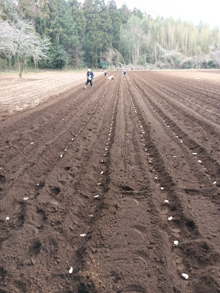 種イモを置いたところ