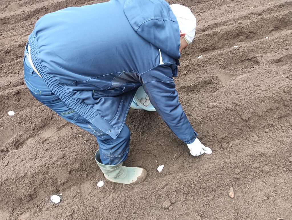 種イモの植付