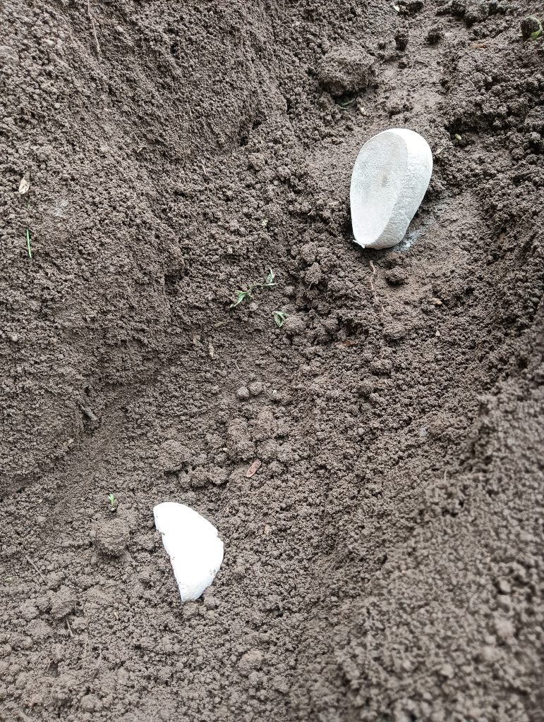 種イモは３０センチ間隔